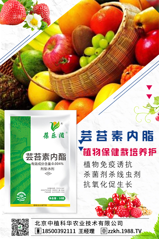 枸杞要怎么種植？枸杞水肥管理要點！