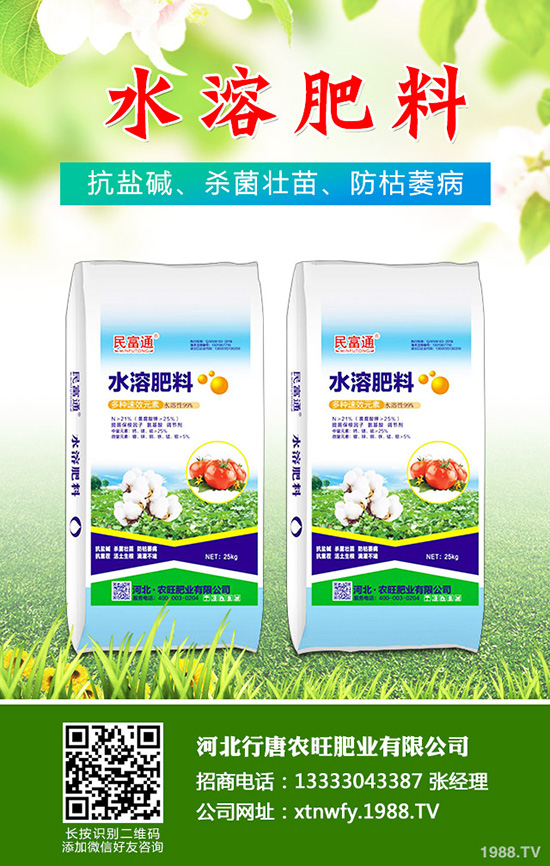 香菜如何種植香味濃產(chǎn)量高？韓國大棵香菜栽培技術！