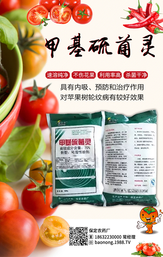 櫻桃西紅柿栽培技術(shù)，櫻桃西紅柿病蟲害防治！