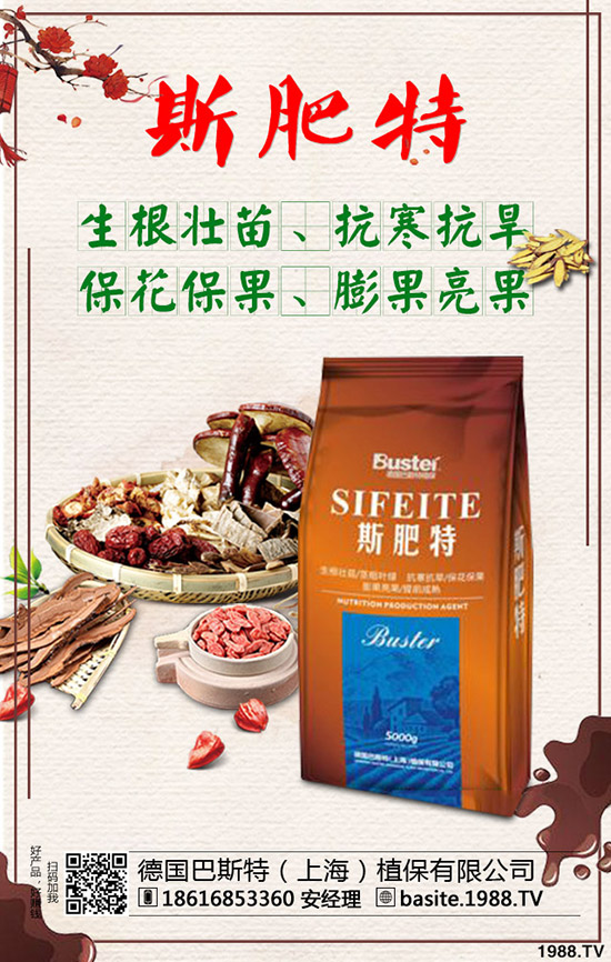 西瓜苗幾月份移栽，西瓜苗定植移栽技術(shù)及注意事項！