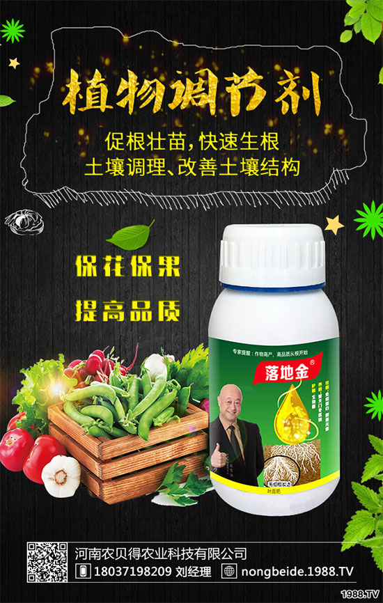 白掌葉片發(fā)黑是什么原因？白掌養(yǎng)殖注意要點！