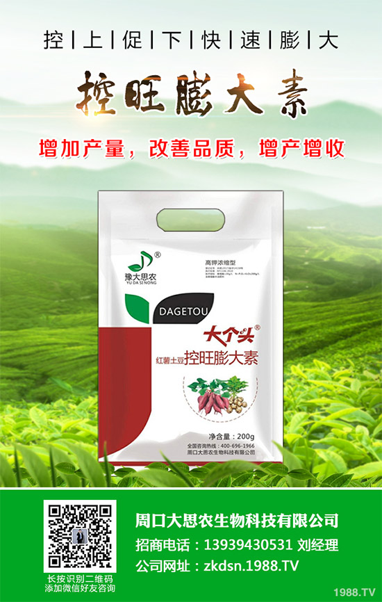 茄子瘋長到不結(jié)果是咋回事？該如何預(yù)防？茄子瘋長的發(fā)生原因及預(yù)防措施！