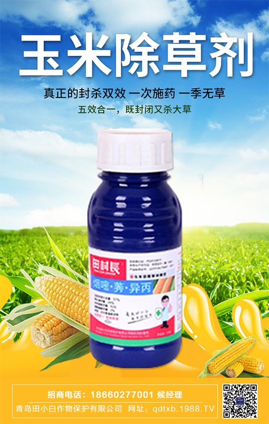 玉米種子拌種有什么作用？玉米苗期管理要點(diǎn)！