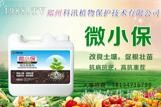 黑蒜的功效與作用，黑蒜與白蒜哪個(gè)更有營(yíng)養(yǎng)？