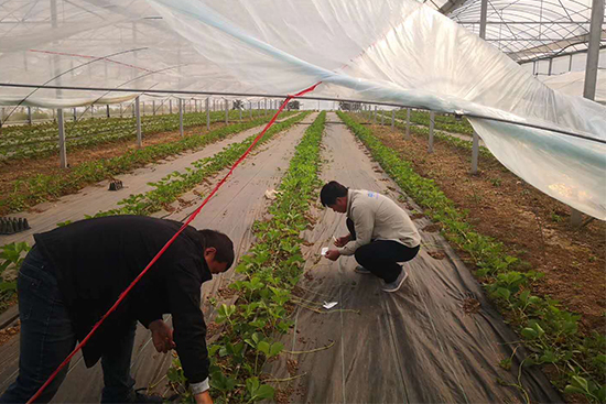 草莓全產(chǎn)業(yè)鏈服務商