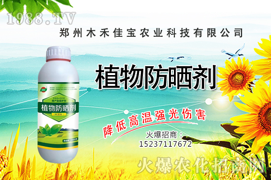 香樟樹種植栽培要點(diǎn)有哪些，香樟樹移栽方法！