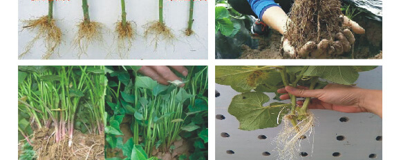 農(nóng)夫稼園生物技術(shù)有限公司2_13