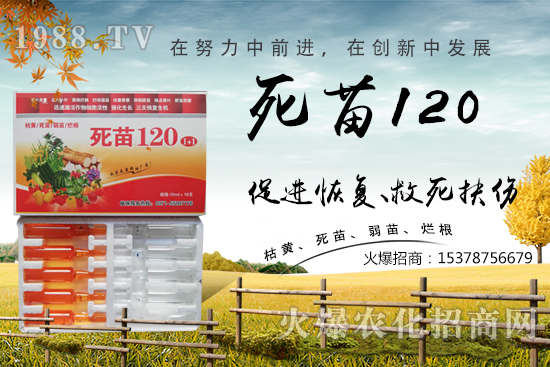  蔬菜種植不長根，緩苗慢，死苗爛根？學(xué)會這些方法，蔬菜死苗爛根都不怕！