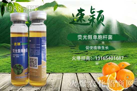 柑橘潰瘍病危害一年比一年嚴(yán)重，柑橘潰瘍病如何防控？