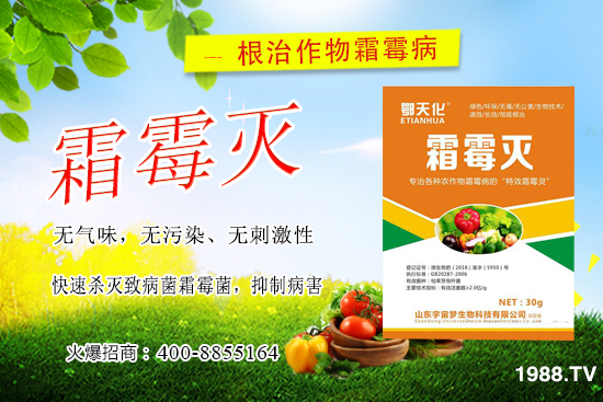 黃瓜霜霉病嚴重怎么辦，怎樣巧治黃瓜霜霉病？