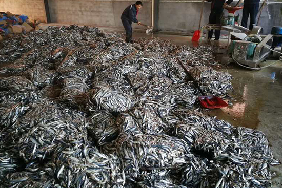 魚蛋白原料供應商