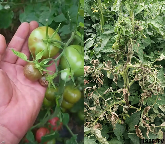 病毒病是如何發(fā)生的？有沒有好的防治措施？做好這幾個方面還有救！