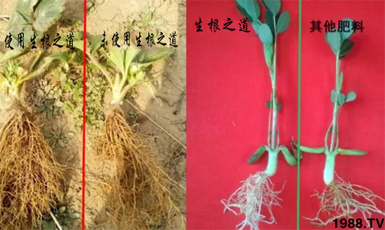 作物根系差，產(chǎn)量低？“生根之道”快生新根，抗病增產(chǎn)無(wú)憂！