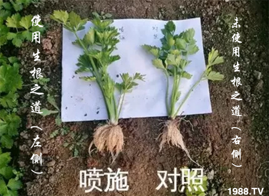 作物根系差，產(chǎn)量低？“生根之道”快生新根，抗病增產(chǎn)無(wú)憂！