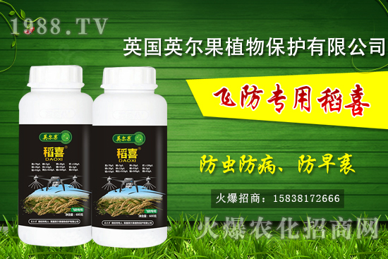 警惕！水稻早衰現(xiàn)象危害大！水稻早衰是什么原因，該怎么防治？