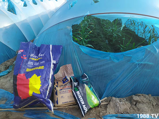     如何讓種植變得更輕松？一個套餐，全面配方，巴斯特大姜營養(yǎng)套餐方案！