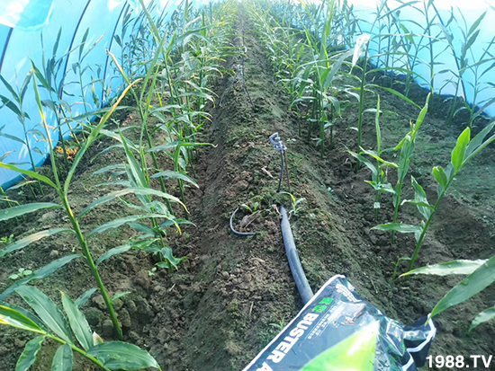     如何讓種植變得更輕松？一個套餐，全面配方，巴斯特大姜營養(yǎng)套餐方案！