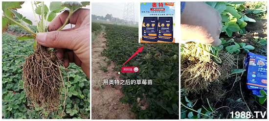     如何讓種植變得更輕松？一個套餐，全面配方，巴斯特大姜營養(yǎng)套餐方案！