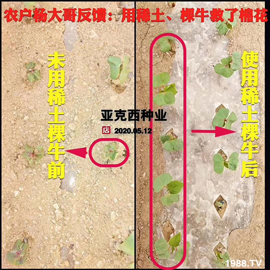     如何讓種植變得更輕松？一個套餐，全面配方，巴斯特大姜營養(yǎng)套餐方案！