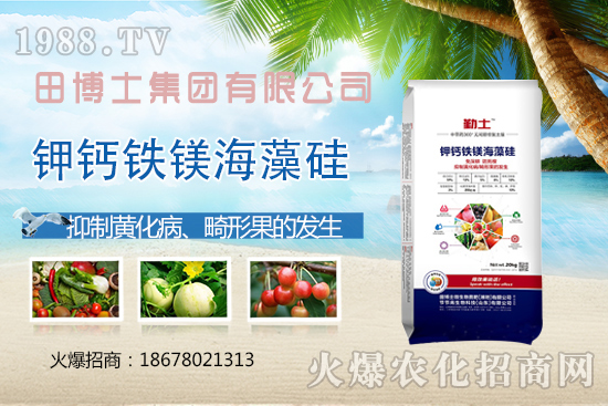 越夏番茄畸形果、產(chǎn)量上不去！防治番茄畸形果，這些要領(lǐng)需掌握！