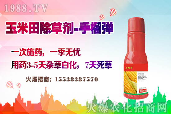 玉米田除草有講究，玉米除草劑這樣打，不長雜草不傷苗！