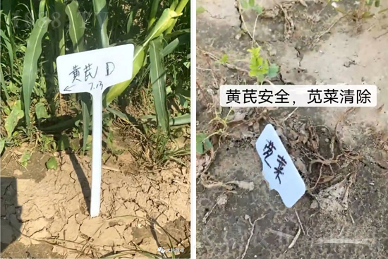 芪兵2號(hào)隆重上市！多年打造，可除莧菜的黃芪除草劑，除草更廣，更全面！
