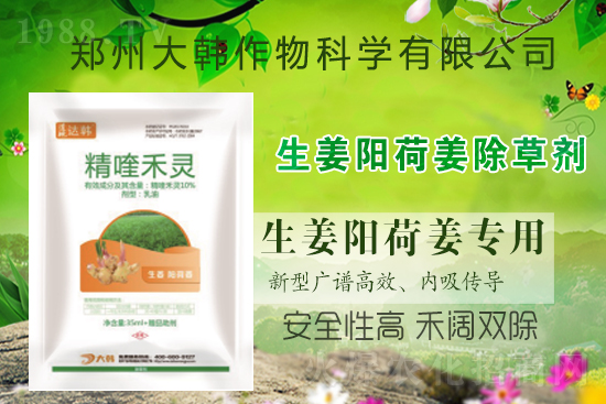 大姜陽荷姜怎么除草，姜地打什么除草劑，大姜陽荷姜除草方法及注意事項