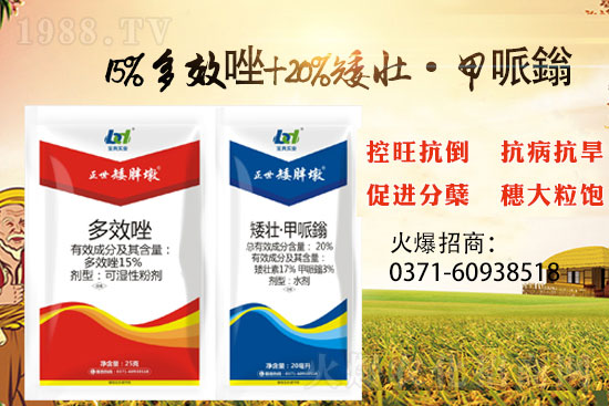 小麥控旺，勢不可擋，專業(yè)控旺，效果為王！