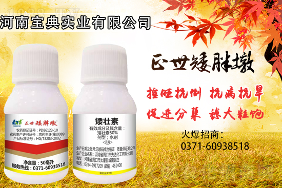 小麥控旺，勢不可擋，專業(yè)控旺，效果為王！