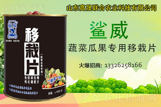 幼苗移栽苗弱、不長、死苗...？蔬菜定植必看
