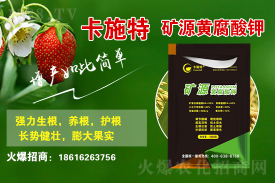 今日花生價格多少錢一斤？2021年3月19日花生價格行情