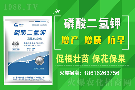 ���˷Nֲ��Ҫע����Щ���}�����˷Nֲԓ��ôʩ����