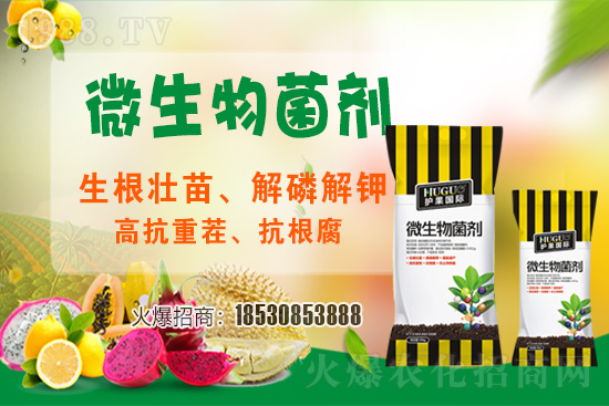 草莓爛根現象頻繁發(fā)生，主要源于什么病害？