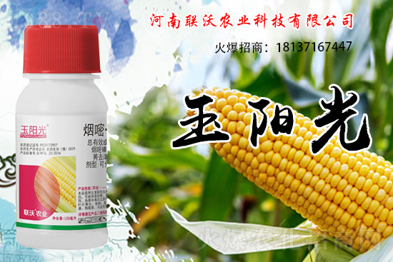 玉米除草為什么選擇苗后？玉米苗后除草劑如何打？