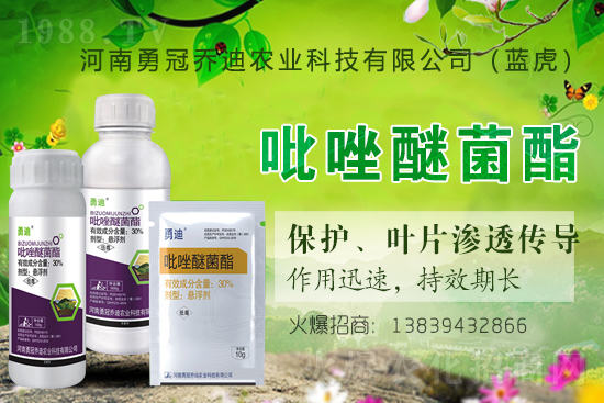 合作升級，勇冠喬迪（藍(lán)虎）再簽1988.TV，共創(chuàng)新輝煌！