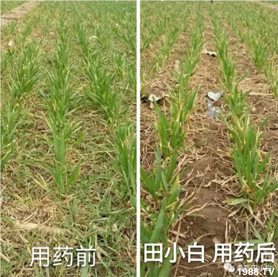 ��(ji��)��(ji��)��Σ����(y��n)����ô����ʲôˎ��Ч������