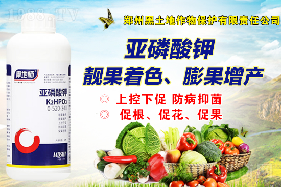 2022年2月19日磷銨新報(bào)價(jià)是多少？