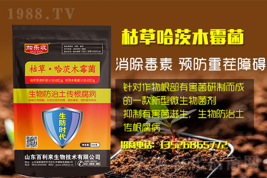 根腐病爆發(fā)怎么防治，根腐病用什么藥好防治效果好？