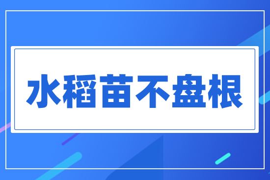 水稻苗不盤根