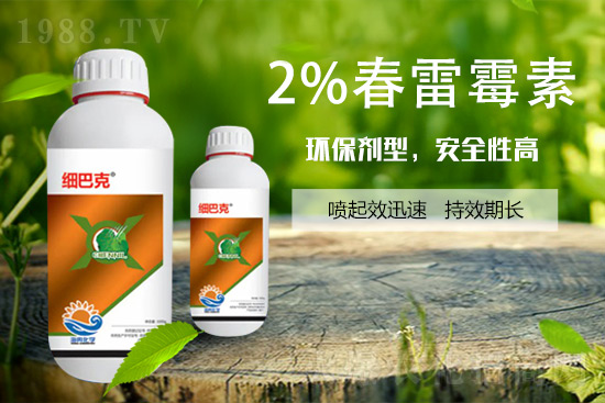 番茄潰瘍病怎么辦？聽聽專家怎么說！