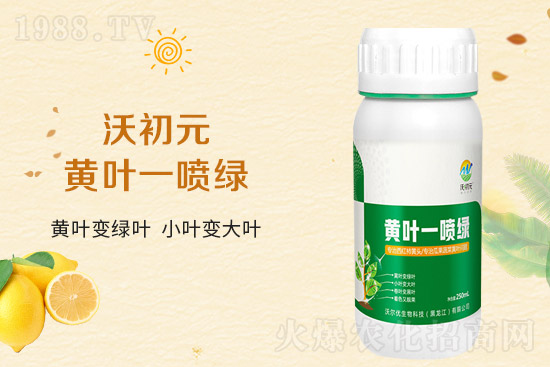 大蒜葉片為什么發(fā)黃？