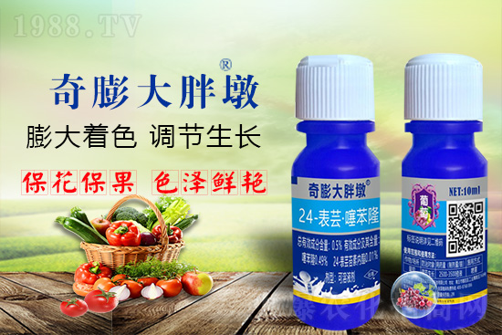     “作物要高產(chǎn)，膨果是關(guān)鍵！”果實(shí)膨大快、轉(zhuǎn)色好、賣相佳，后期的產(chǎn)量和品質(zhì)才有。近來許多的果農(nóng)菜農(nóng)紛紛反映自家的作物坐不住果、膨果慢甚至不膨果，即便膨果，后期軟果空果等情況頻繁發(fā)生，