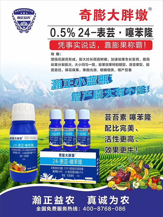     “作物要高產(chǎn)，膨果是關(guān)鍵！”果實(shí)膨大快、轉(zhuǎn)色好、賣相佳，后期的產(chǎn)量和品質(zhì)才有。近來許多的果農(nóng)菜農(nóng)紛紛反映自家的作物坐不住果、膨果慢甚至不膨果，即便膨果，后期軟果空果等情況頻繁發(fā)生，