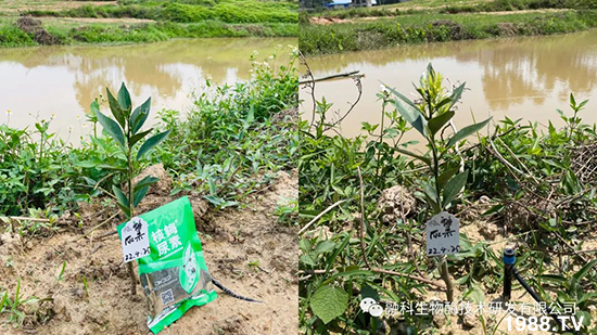 走進田間地頭，助力柑橘產(chǎn)業(yè)