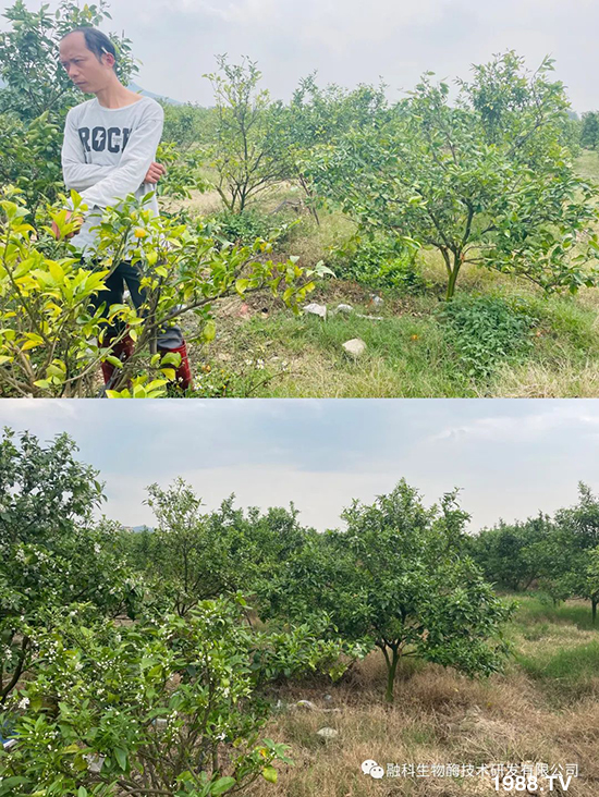 走進田間地頭，助力柑橘產(chǎn)業(yè)