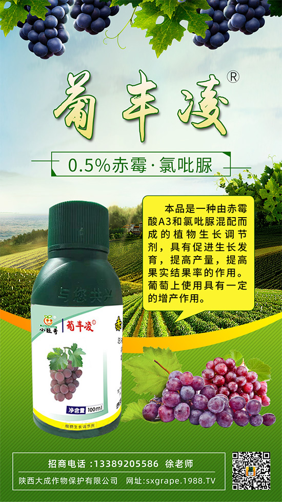 葡萄果粒稀疏，大小粒嚴(yán)重怎么辦？這些管理相當(dāng)重要