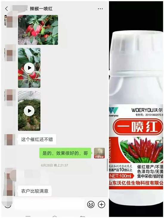 增紅率提高95%！催紅不落葉！收入翻幾番！就用辣椒一噴紅！