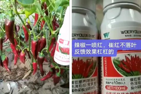 增紅率提高95%！催紅不落葉！收入翻幾番！就用辣椒一噴紅！