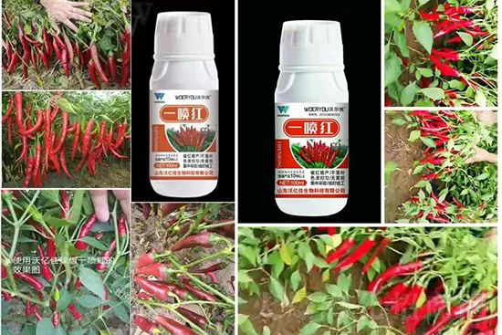 增紅率提高95%！催紅不落葉！收入翻幾番！就用辣椒一噴紅！