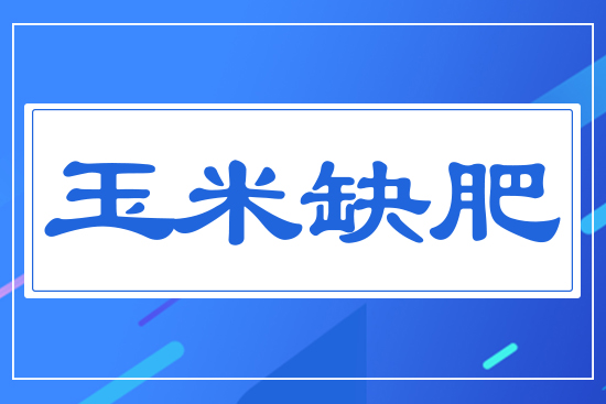 玉米缺肥